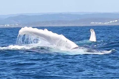 Noosa Whale Watching - Accommodation Melbourne 5