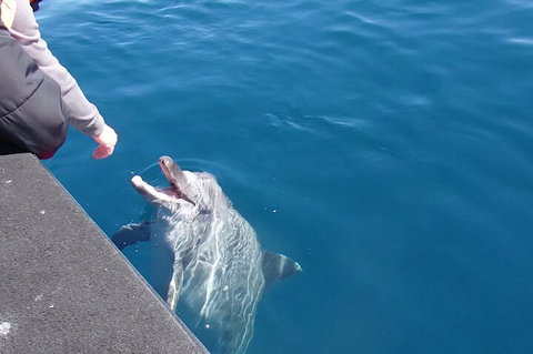 Noosa Wild Dolphin Safari - Accommodation Melbourne 0