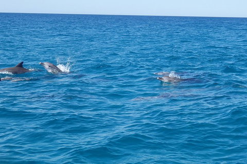 Noosa Wild Dolphin Safari - Accommodation Melbourne 4