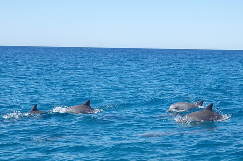 Noosa Wild Dolphin Safari - Accommodation Melbourne 5