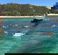 All Inclusive Dolphin and Tangalooma Wrecks Cruise - Accommodation Melbourne