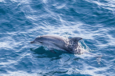 All Inclusive Dolphin And Tangalooma Wrecks Cruise - Accommodation Melbourne 1
