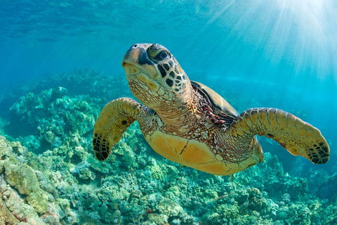 All Inclusive Dolphin And Tangalooma Wrecks Cruise - Accommodation Melbourne 3