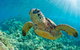 All Inclusive Tangalooma Wrecks Cruise Tour From Gold Coast - thumb 4