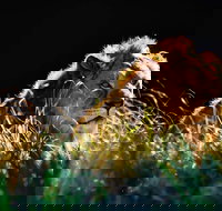 Sydney Taronga Zoo General Entry Ticket - Accommodation Melbourne