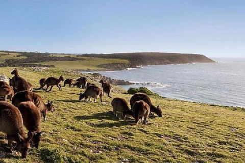 Kangaroo Island Personal Group Tours - Accommodation Melbourne 0