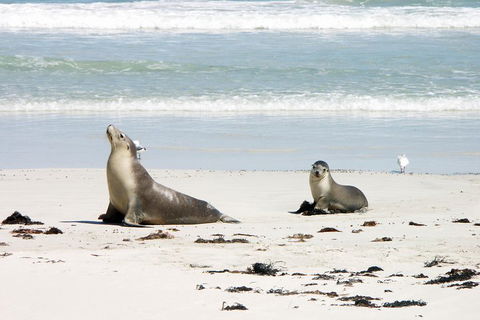 Kangaroo Island Personal Group Tours - Accommodation Melbourne 3