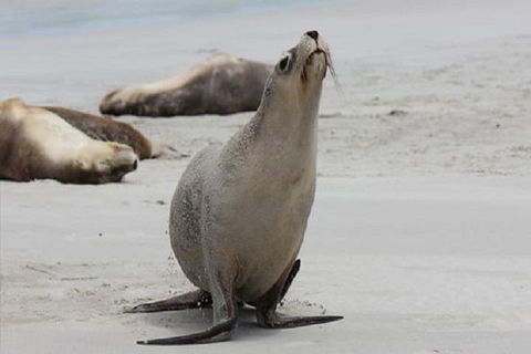 Kangaroo Island Personal Group Tours - Accommodation Melbourne 4
