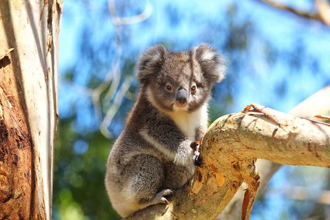 LGBT+ Friendly 2 Day Private Tour Great Ocean Road + Phillip Island - Accommodation Melbourne 1