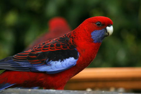LGBT+ Friendly 2 Day Private Tour Great Ocean Road + Phillip Island - Accommodation Melbourne 3