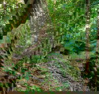 Private Daintree Mossman Gorge Exclusive Nature and Wildlife Focus - Melbourne 4u
