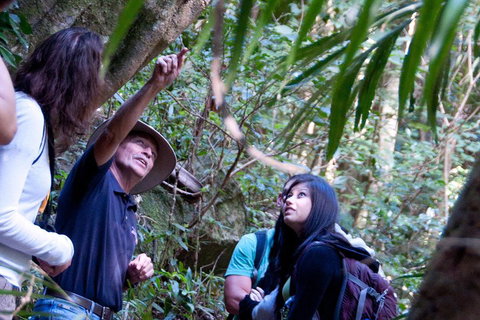 Natural Bridge & Springbrook Waterfalls Tour - Accommodation Melbourne 4