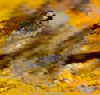 Daintree and Cape Tribulation Full Day Guided Tour - Accommodation Melbourne