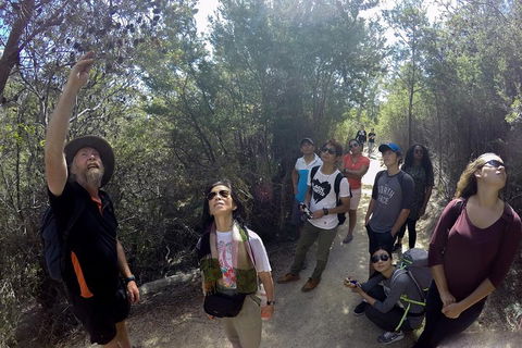 Active Day Tour One-Way From Launceston To Hobart Via Wineglass Bay - Melbourne 4u 0