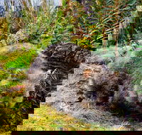 Cradle Mountain National Park Day Tour from Launceston - Melbourne 4u