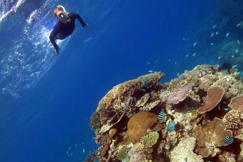 Silverswift Outer Great Barrier Reef Dive And Snorkel Cruise From Cairns - Melbourne 4u 3