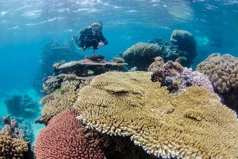 Silverswift Outer Great Barrier Reef Dive And Snorkel Cruise From Cairns - Melbourne 4u 5