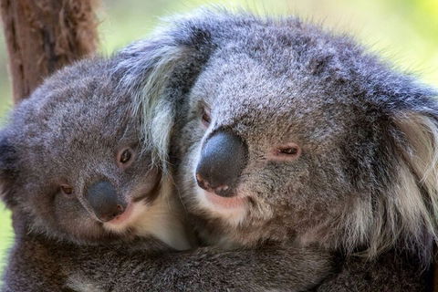 Half-Day Or Full-Day Tour With Private Guide From Melbourne - Accommodation Melbourne 1