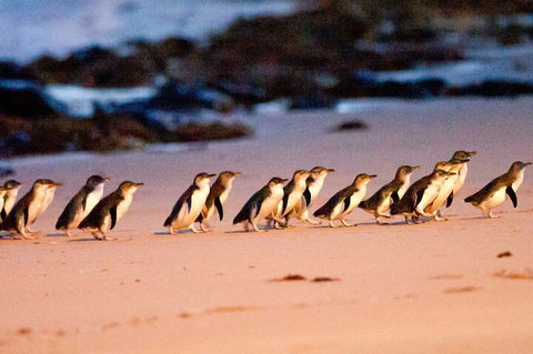 Half-Day Or Full-Day Tour With Private Guide From Melbourne - Accommodation Melbourne 5