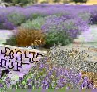 Kangaroo Island Food and Wine Trail Tour - Accommodation Melbourne