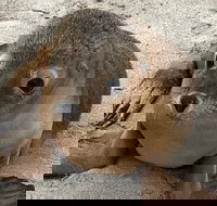 Kangaroo Island Scenic Trail Tour - Accommodation Melbourne