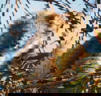 2-Hour Koala Walking Tour in Kangaroo Island - Accommodation Melbourne