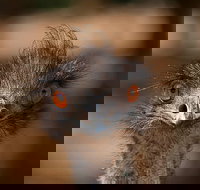 Currumbin Wildlife Sanctuary General Entry Ticket - Accommodation Melbourne