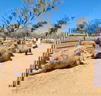 West MacDonnell Ranges Half-Day Small-Group Tour with Camel Ride - Accommodation Melbourne