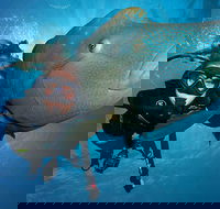 Great Barrier Reef Snorkeling and Diving Cruise from Cairns - Melbourne 4u