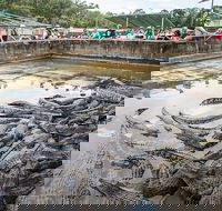 Hartley's Crocodile Adventures Day Trip from Cairns - Melbourne 4u