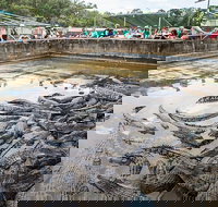 Hartley's Crocodile Adventures Day Trip from Palm Cove - Accommodation Melbourne