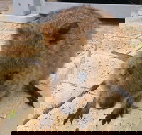 Wave Rock Pinnacles and Rottnest One Day Aeroplane Tour - Melbourne 4u