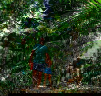 Full Day Daintree Rainforest and Mossman Gorge Tour - Accommodation Melbourne