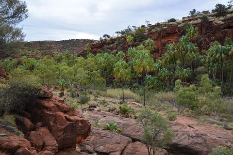 Palm Valley And Hermannsburg 1 Day 4WD Tour - Accommodation Melbourne 4