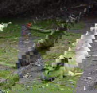 Full-Day Guided Bruny Island Tour from Hobart - Accommodation Melbourne