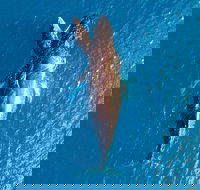 Buccaneer Explorer - Accommodation Melbourne