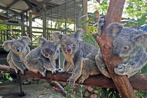 Best Of Kuranda Including Skyrail, Kuranda Scenic Railway And Rainforestation - Accommodation Melbourne 4