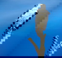 Kangaroo Island 75-Minute Ocean Safari - Accommodation Melbourne