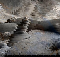 Kangaroo Island Ocean Safari - Snorkeling Safari - Accommodation Melbourne