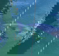 Dolphin Cruise from Adelaide with Optional Dolphin Swim - Accommodation Melbourne