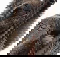 2-Day Kangaroo Island 4WD Small-Group Tour from Adelaide - Accommodation Melbourne