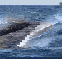 Whale Watching by Sea World Cruises - Accommodation Melbourne