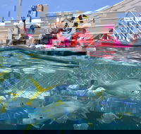 Outer Reef Pontoon Experience from Cairns - Melbourne 4u