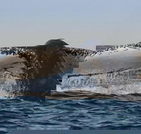 Sydney Whale-Watching Cruise Including Lunch or Breakfast - Accommodation Melbourne