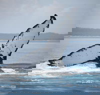 Hervey Bay Whale Watching Cruise - Accommodation Melbourne