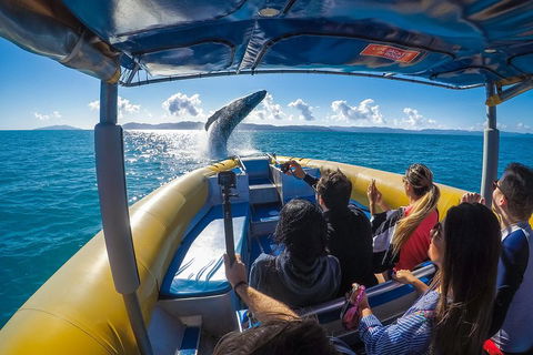 Ocean Rafting Tour To Whitehaven Beach, Hill Inlet Lookout & Top Snorkel Spots - Accommodation Melbourne 4