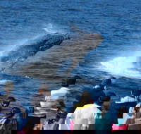 Tangalooma Island Resort Whale Watching Day Cruise - Accommodation Melbourne