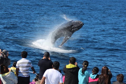 Tangalooma Island Resort Whale Watching Day Cruise - Accommodation Melbourne 0