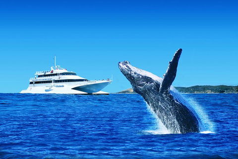 Tangalooma Island Resort Whale Watching Day Cruise - Accommodation Melbourne 1