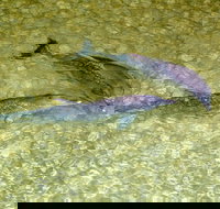 Tangalooma Island Resort Whale Watching Day Cruise with Dolphin Viewing - Accommodation Melbourne